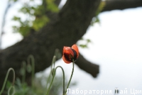 DSC07972.JPG