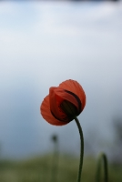 DSC07971.JPG